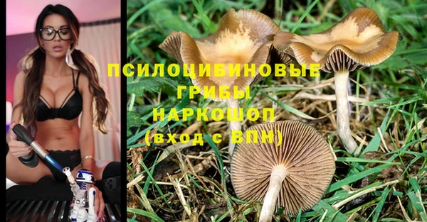 прущие грибы Абинск